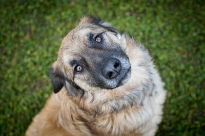 Hundeshooting Tierschutz