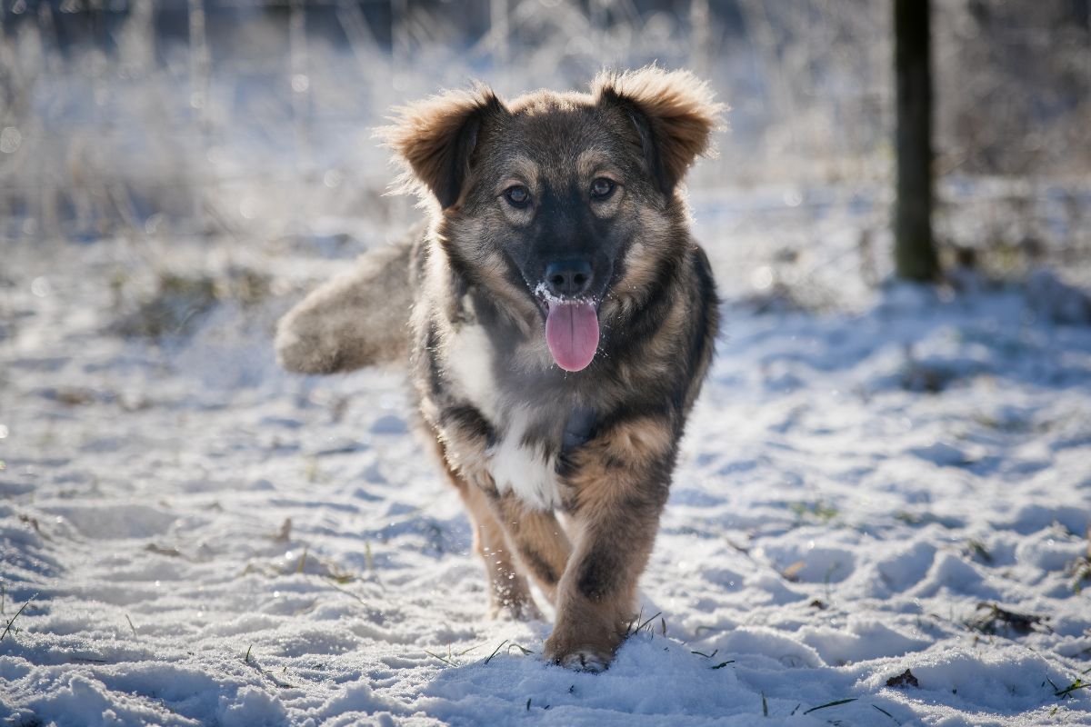 Hund in natürlicher Umgebung