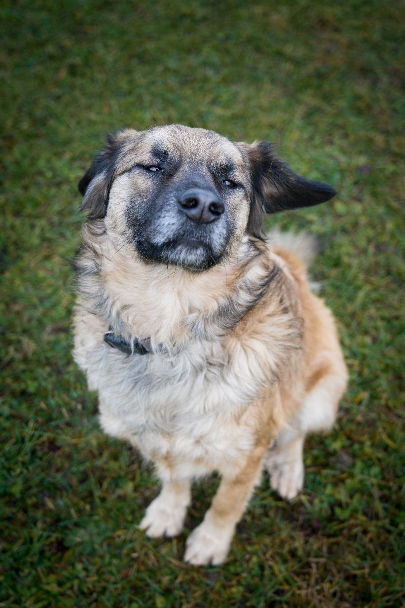 Hund mit liebevollem Blick